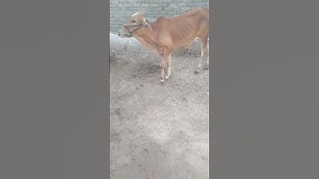 #case of Ephemeral fever #treatment done