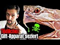 So tötet dich eine Giftschlange! Giftapparat seziert | Anatomie