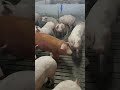 #рекомендации #свин #свиньи #ферма #nature #рекомендации #pig