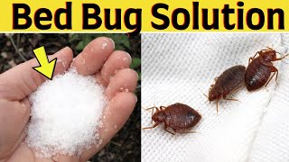 Natural trick to get rid of bed bugs fast and permanently in your mattress