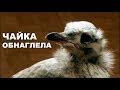 Чайка Чуи - Король квартиры