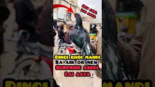 Aseel mandi P-1 #shorts #youtubeshorts #shortvideo #viral #aseel #petcare