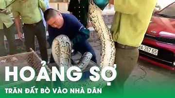 Người dân hoảng sợ khi thấy trăn đất quý hiếm dài 4m bò vào nhà | Báo điện tử Dân Việt