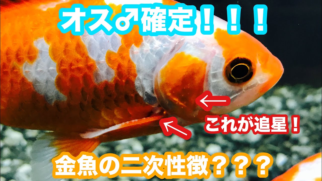 動画で金魚 金魚の追星とか 雄確定 の二次性徴です ｈ30 2 14 Goldfish Movie From Japan Youtube