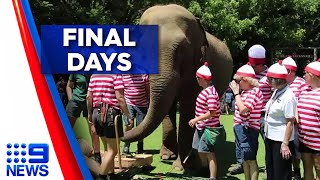 Perth Zoo is preparing to farewell a jumbo icon as Tricia the Elephant nears the end of her life.