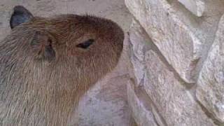 Caplin Rous: The Thirsty Capybara
