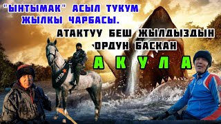 Саяпкердин Улактагы бир күнү. Лейлек Улак (27-11-22)