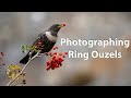 Using the om1 and 150400mm lens to film and photograph my favourite thrush