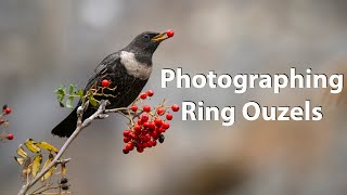 Using the OM-1 and 150-400mm lens to film and photograph my favourite thrush