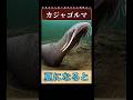 奇妙な生き物3選 #かぎあな紹介 #shorts