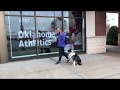 1 Year Old Australian Shepherd | Best Aussie Training Oklahoma | Board & Train 1 Year Old Australian Shepherd | Best Aussie Training Oklahoma | Board & Train