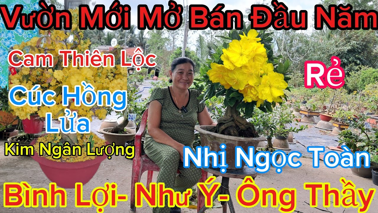 🍀1/3☎️0395531739☎️Mai Vàng Giá Rẻ🌲Bình Lợi- Ông Thầy- Cam Thiên Lộc- Như Ý- Cúc Hồng Lửa..🌲