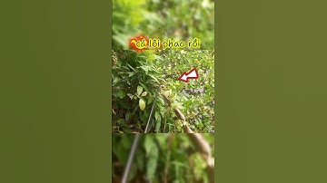 Câu cá rô đồng bằng mồi dế #fishing #cauca