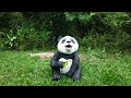 Urso Panda Cofre