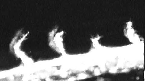 Zebrafish Vessel Formation in vivo