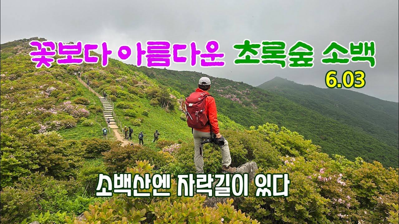 꽃보다 아름다운 초록숲 소백산/소백산철쭉과 아름다운 자락길 #소백산철쭉 #소백산자락길
