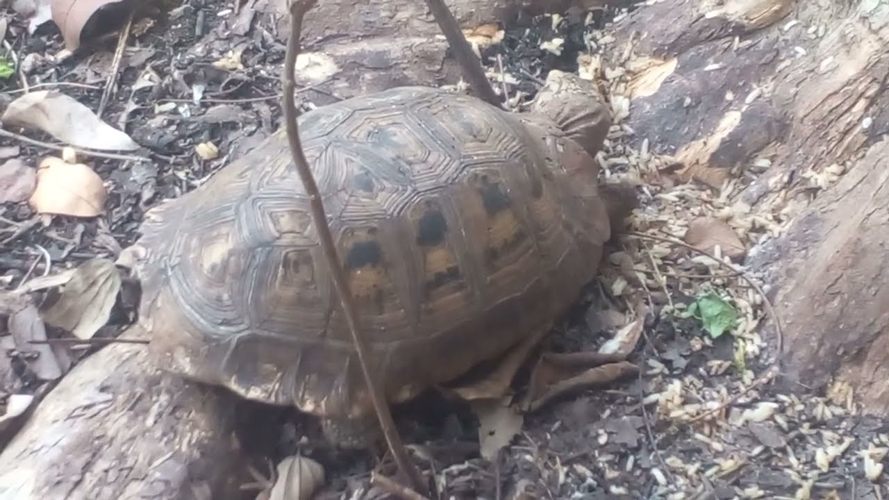 เต่าเหลืองในป่า⛰️🐢🌳🐢⛰️