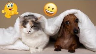 Funniest Animals  New Funny Cats and Dogs Videos 2024  #342