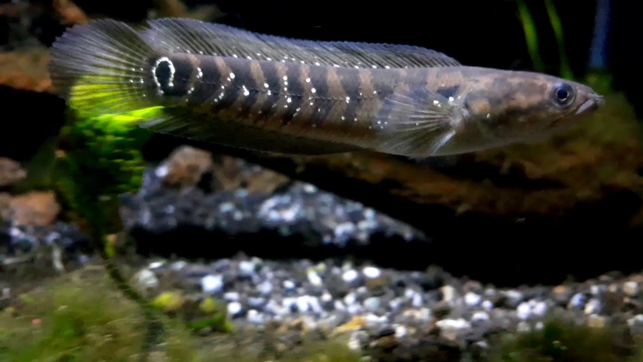 Channa Asiatica RSWS|| 