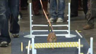 Rabbit agility FINAL.wmv