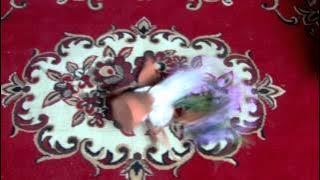 PANGERAN EPISODE 88