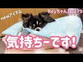 【愛犬Reyちゃん日記79】暑さ対策newアイテム冷感マット冷却アルミシート