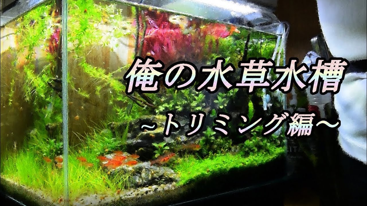 You Tube動画のその後 fox sence You Tube動画のその後 fox sence