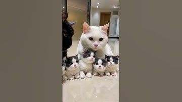 Gia đình mèo  Quý tộc siêu cute cực đỉnh - Những chú mèo vô tri