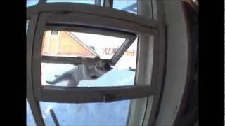 Ninja Cat Comes In Through The Window