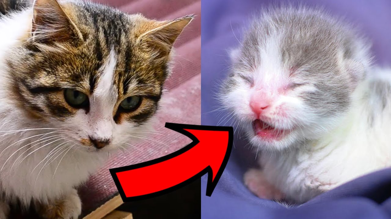 Cat Giving Birth to 5 kittens with complete different color (Lucky Paws