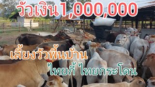 Liveสด.เลี้ยงวัวไทยพื้นบ้านไล่เลี้ยววันล่ะ3-4ชม. ขายปีล่ะ100ตัว สร้างรายได้ปีล่ะล้าน!สนใจ.0871971606