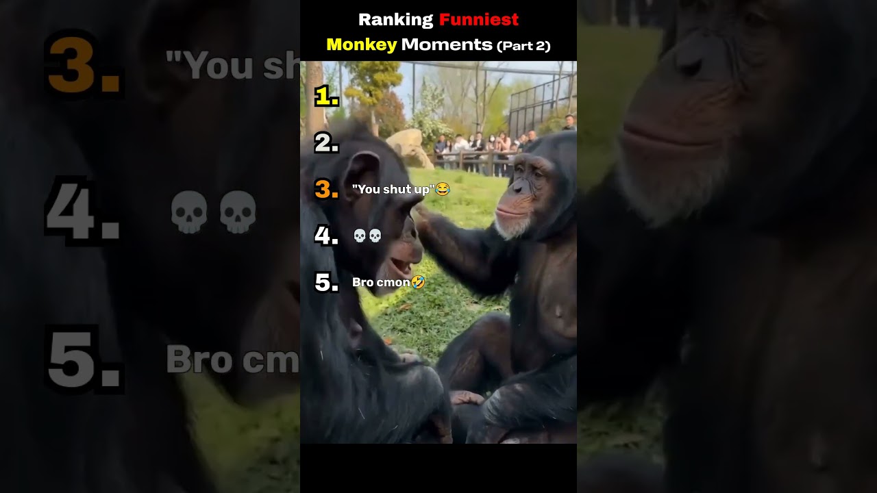 Ranking Funniest Monkey Moments | Part 2 - YouTube