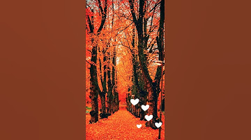 سورة الشرح ـ القارئ إسلام صبحي 🧡