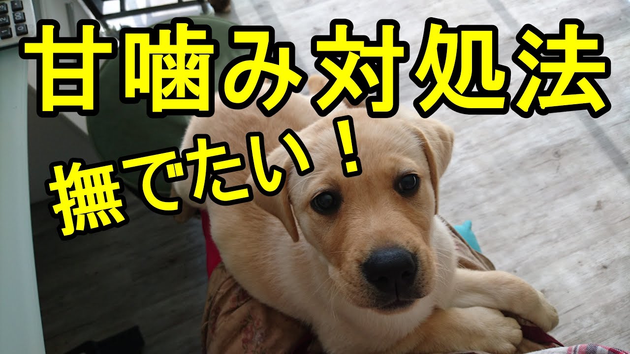 子犬のしつけ 甘噛み 対処法２つ紹介 痛くても撫でたい私がしていた方法 Youtube