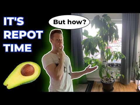 Video: Indoor-Avocado - Die Feinheiten Der Häuslichen Pflege. Foto