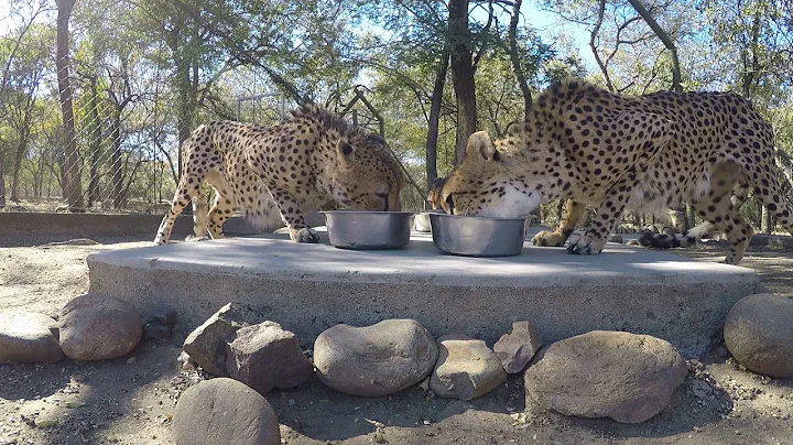 Cheetah feeding time at Hoedspruit Endangered Species Centre, South Africa