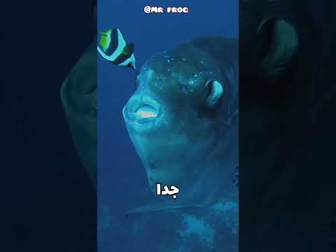 ماذا حدث لهذه السمكة سمكة المولا