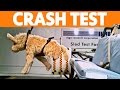 ► Dog Crash Tests