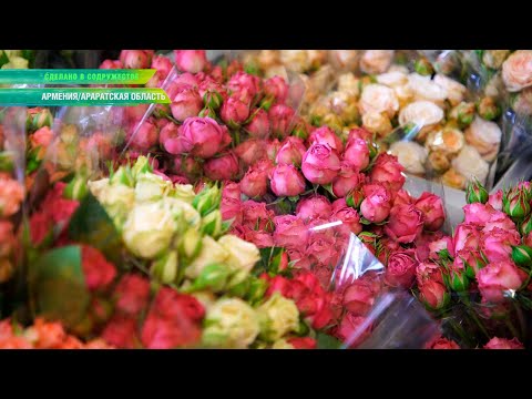 Уникальное «Цветочное» село в Армении. Как в Араратской области выращивают розы, герберы и гвоздики?