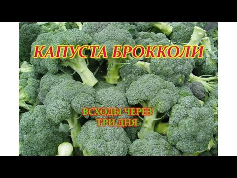 ВСХОДЫ КАПУСТЫ БРОККОЛИ-ЧТО НУЖНО СРОЧНО СДЕЛАТЬ С РАССАДОЙ.