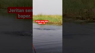 Fokus Ke Senar jeritan Nya Bikin Dag Dig Dug Dhuaarrr shortshortmancing