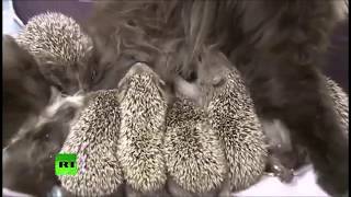 Смешные животные и куча ёжиков Смешные животные и куча ёжиков