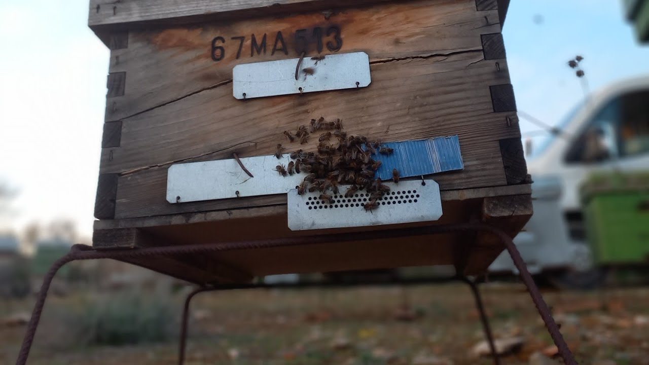 تعلم انتاج خمسة طرود من خلية واحدة بنفس المنحل من دون ترحال ناجحة 100% بطريقة نفضة الحسونية