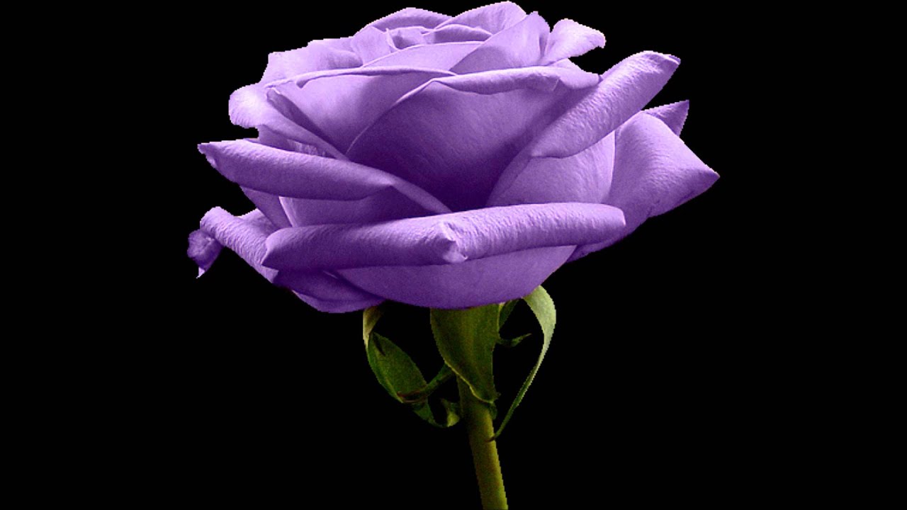 غالي الاثمان تسجيل نادر للعملاق محمد عبده