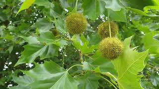 Platanus × hispanica platan javorolistý