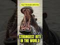 Top 7 Animals With the STRONGEST Bite Force (Not the Lion!)