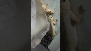 2 lizard having fun || छिपकली की मस्ती || #funny #lizard #viral #gecko