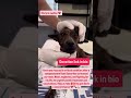 URGENT HELP FOR KEVIN 🐾Kevin’s story is one of pain, survival, and hope #usa #canada #rescue #london