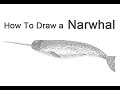 How to Draw a Narwhal