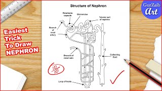 Nephron diagram drawing CBSE || easy way || draw structure of nephron - Step by step